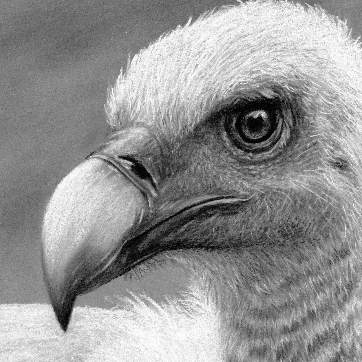 Griffon Vulture Head Close-up 1 - Jill Dimond