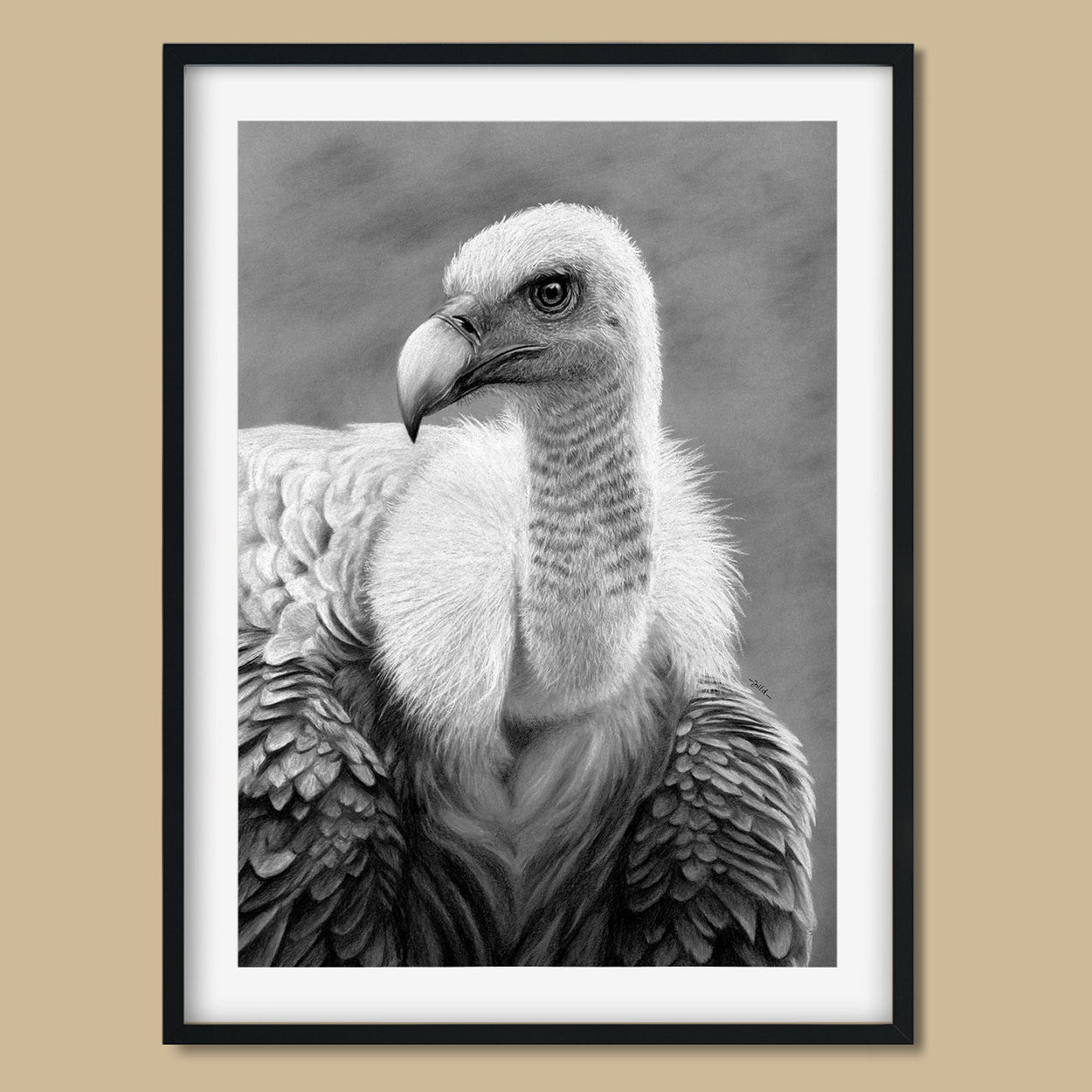 Griffon Vulture Print in Frame Flatly - The Thriving Wild - Jill Dimond