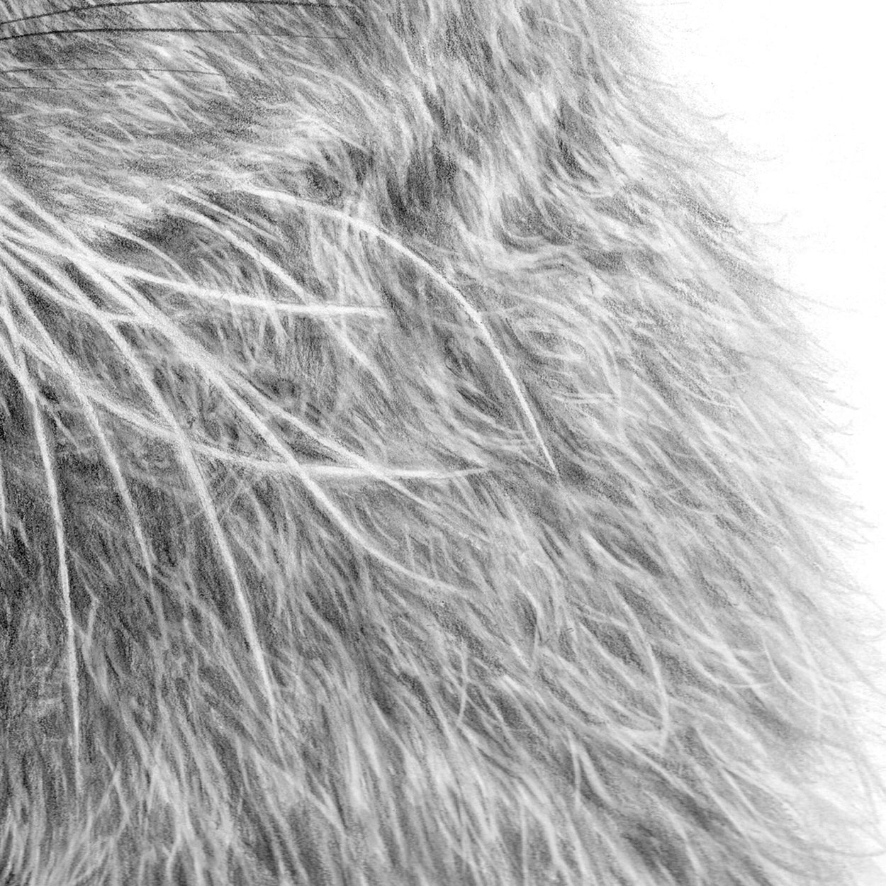 Hare Drawing -Close-up Fur - The Thriving Wild