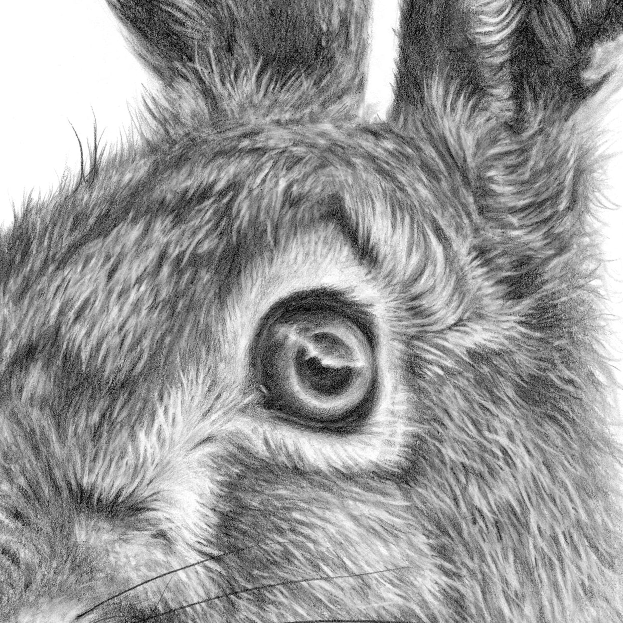 Hare Drawing Close-up 1 - The Thriving Wild - Jill Dimond
