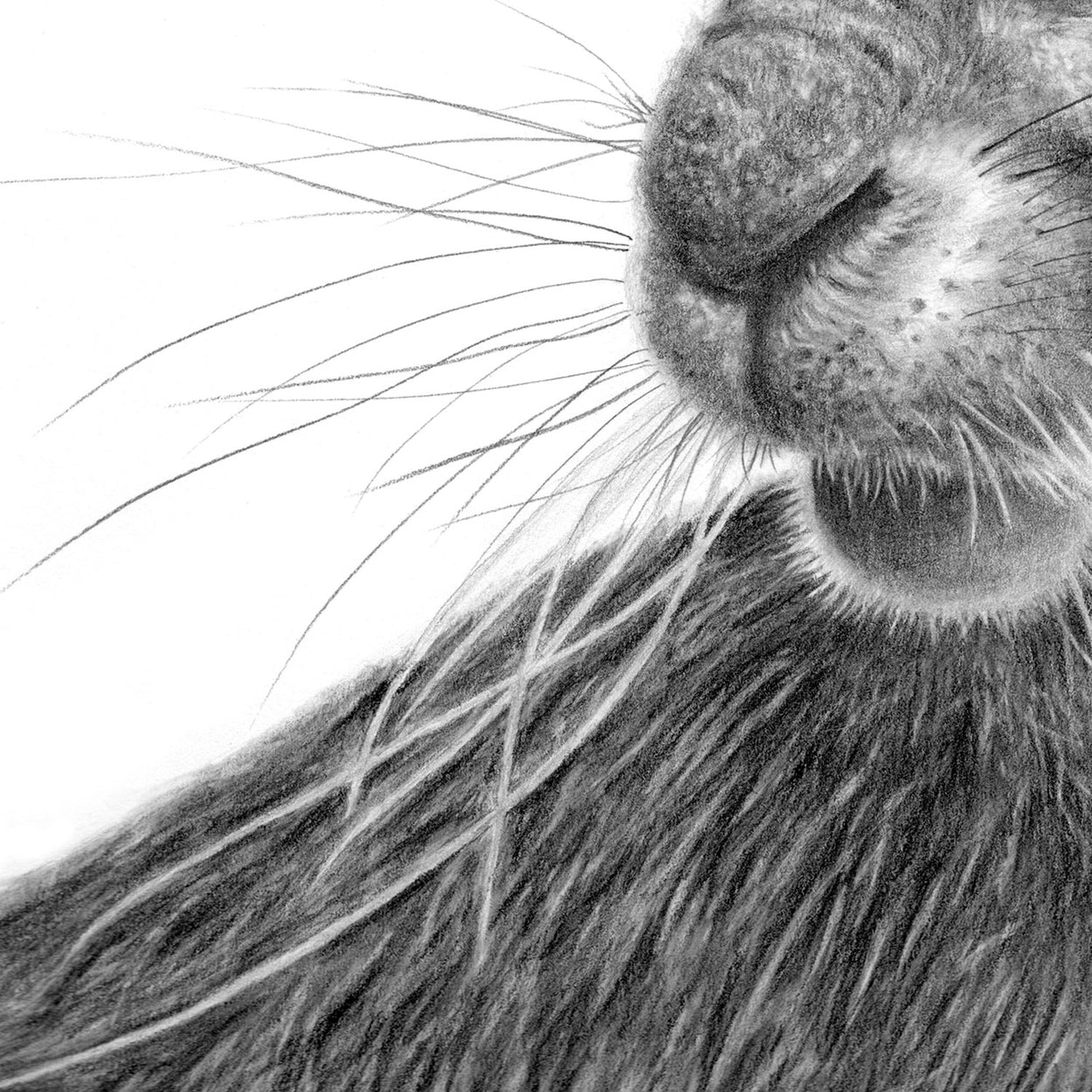 Hare Drawing Close-up 2 - The Thriving Wild - Jill Dimond