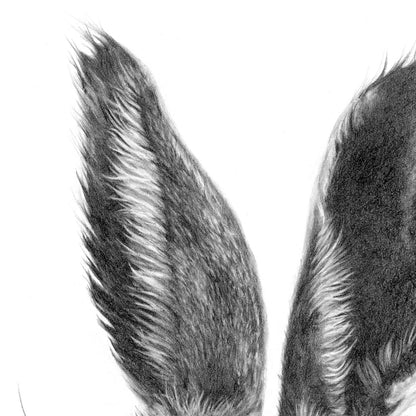 Hare Drawing Ears Close-up 3 - The Thriving Wild - Jill Dimond