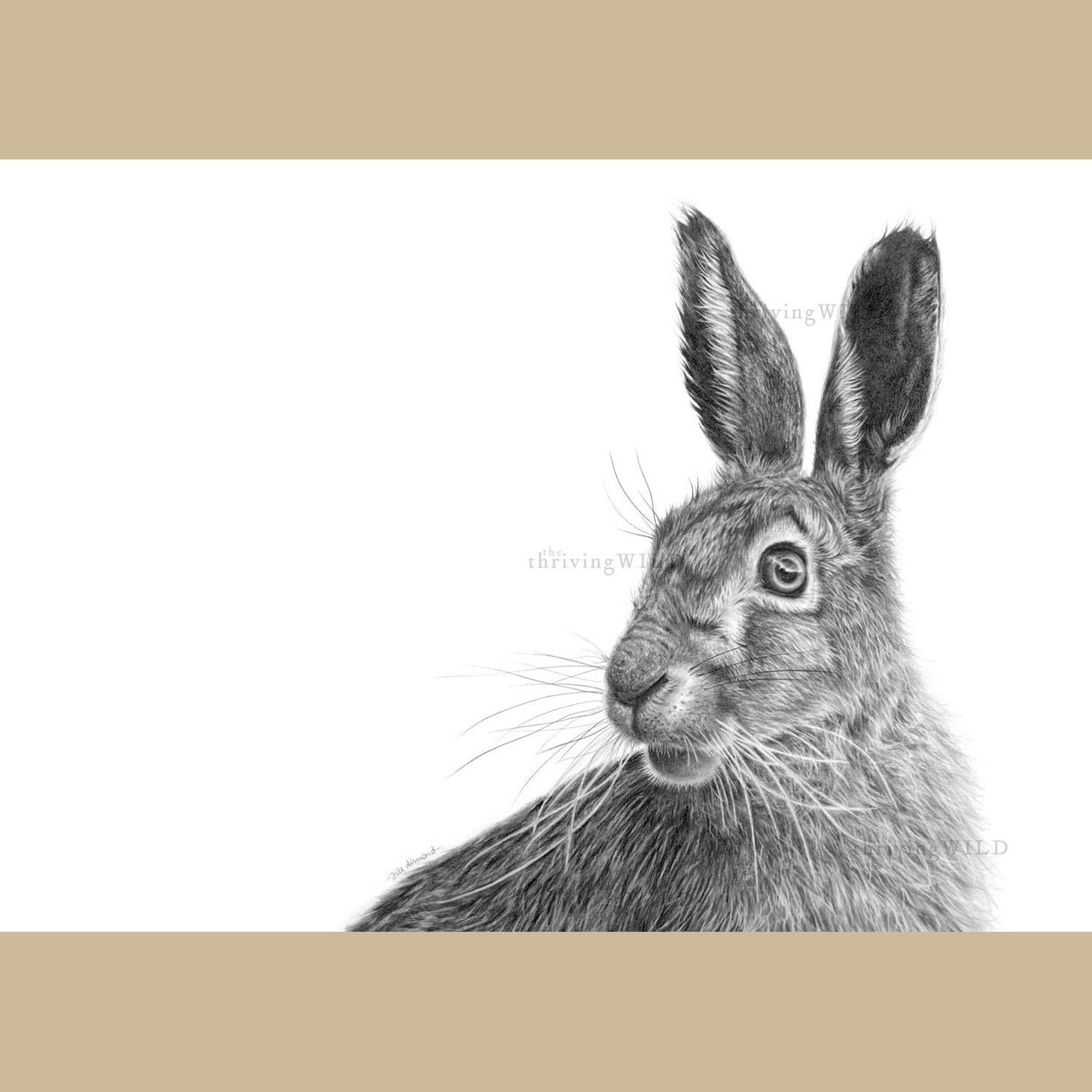 Hare Pencil Drawing Art Print - The Thriving Wild - Jill Dimond