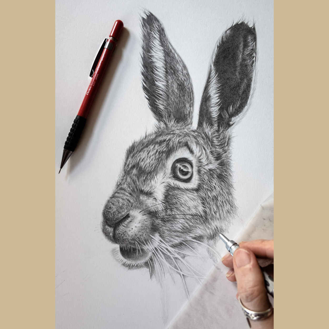 Hare Pencil Drawing in Progress - The Thriving Wild - Jill Dimond
