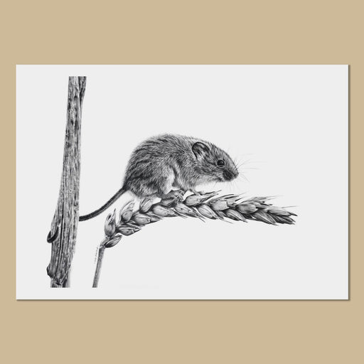 Harvest Mouse Art Prints - The Thriving Wild