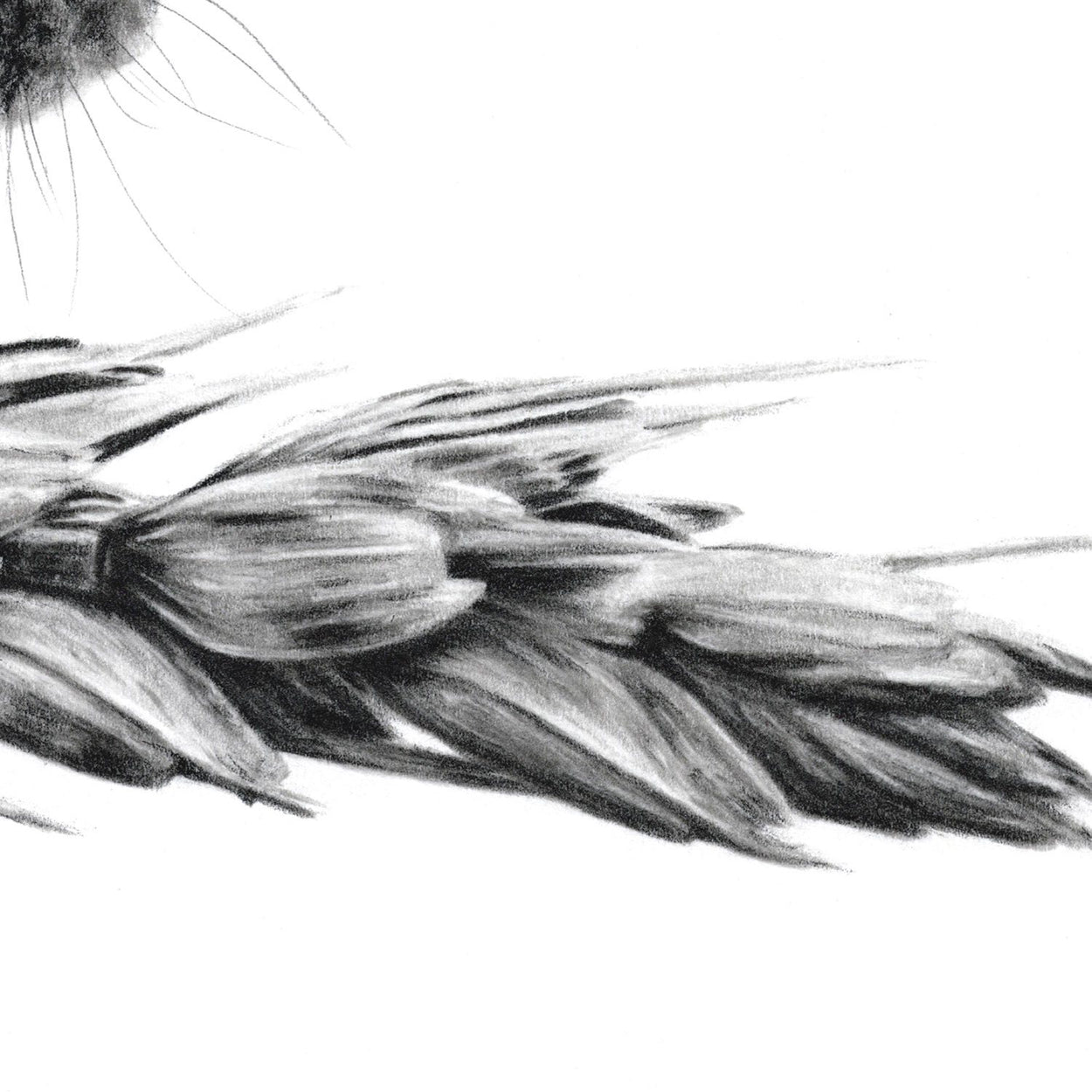 Harvest Mouse Drawing Close-up - The Thriving Wild