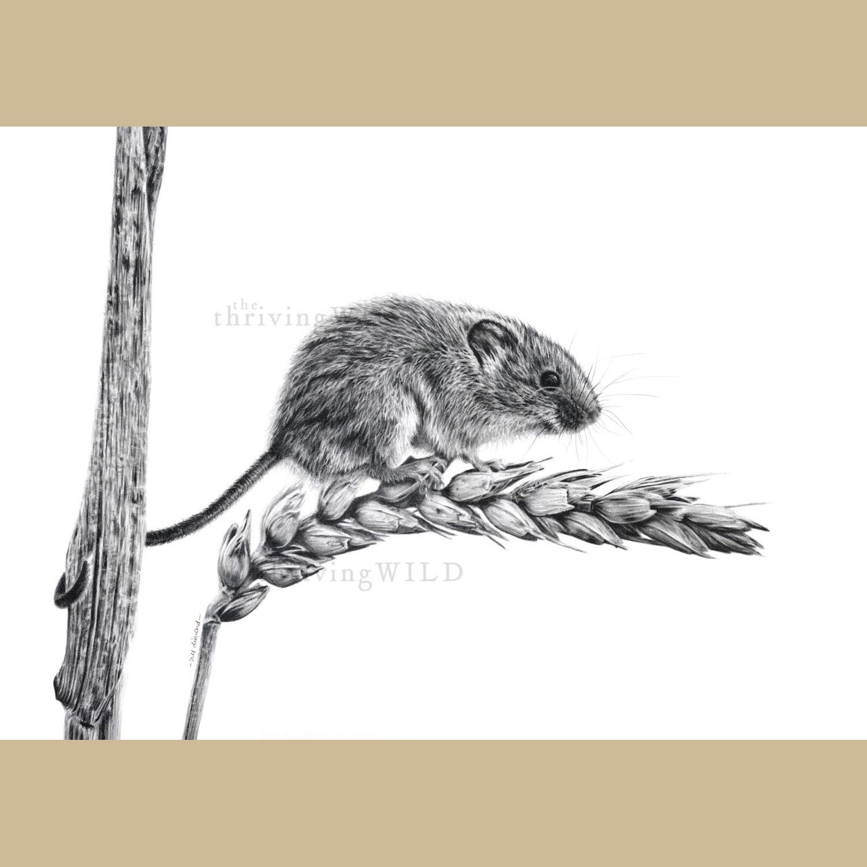 Harvest Mouse Graphite Drawing - The Thriving Wild Jill Dimond