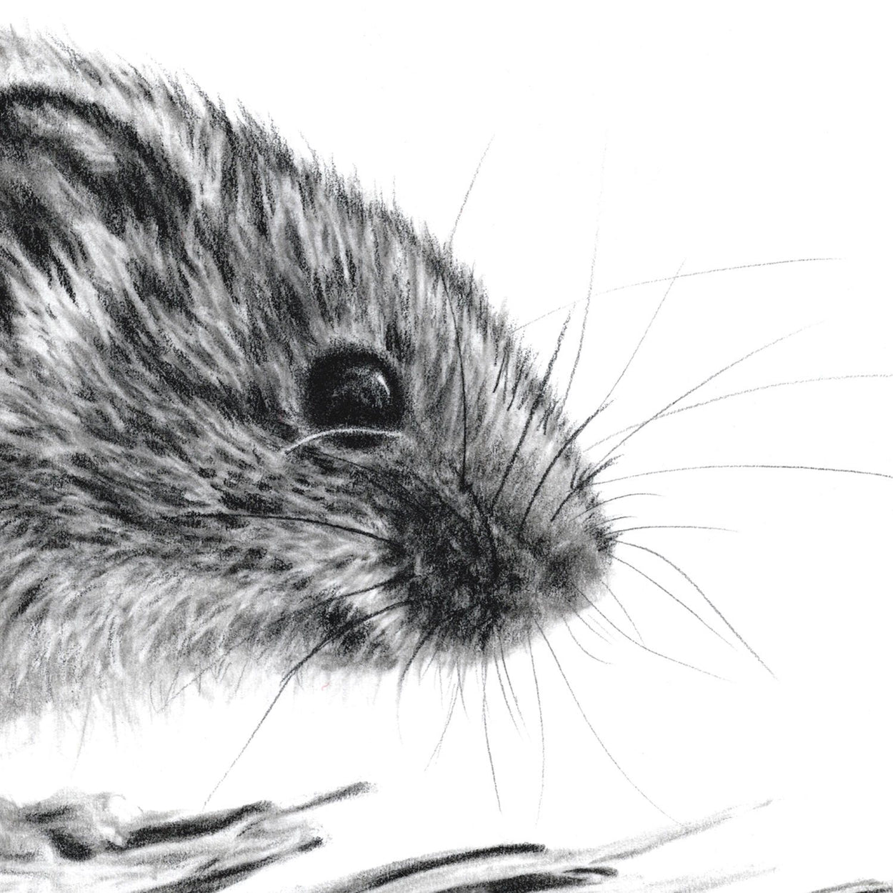 Harvest Mouse Pencil Drawing Close-up - The Thriving Wild
