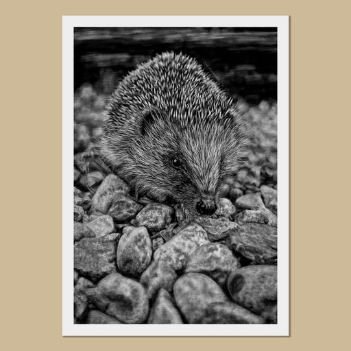 Hedgehog Art Prints - The Thriving Wild