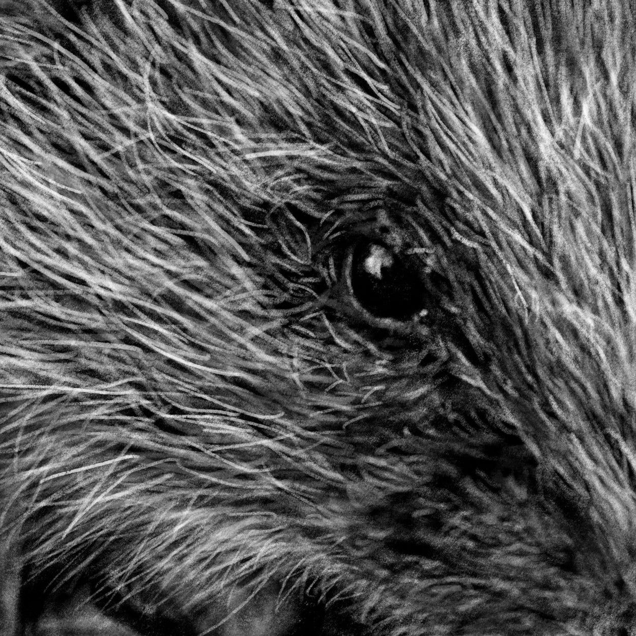 Hedgehog Digital Drawing Close-up - The Thriving Wild