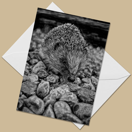 Hedgehog Greeting Card - The Thriving Wild