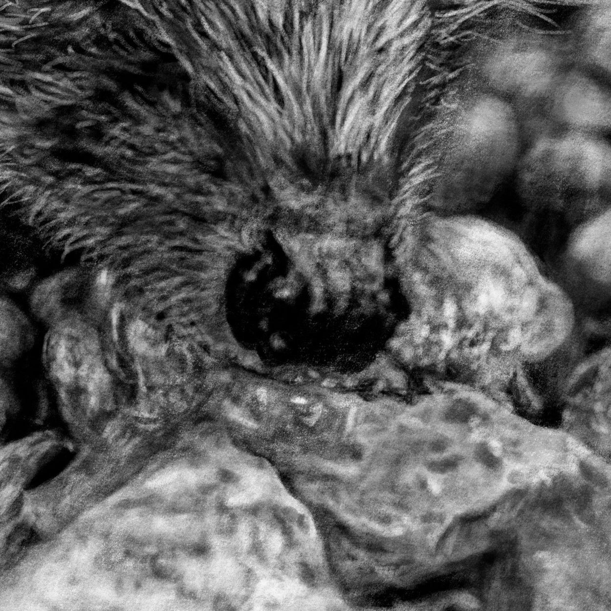 Hedgehog nose Close-up Drawing - The Thriving Wild