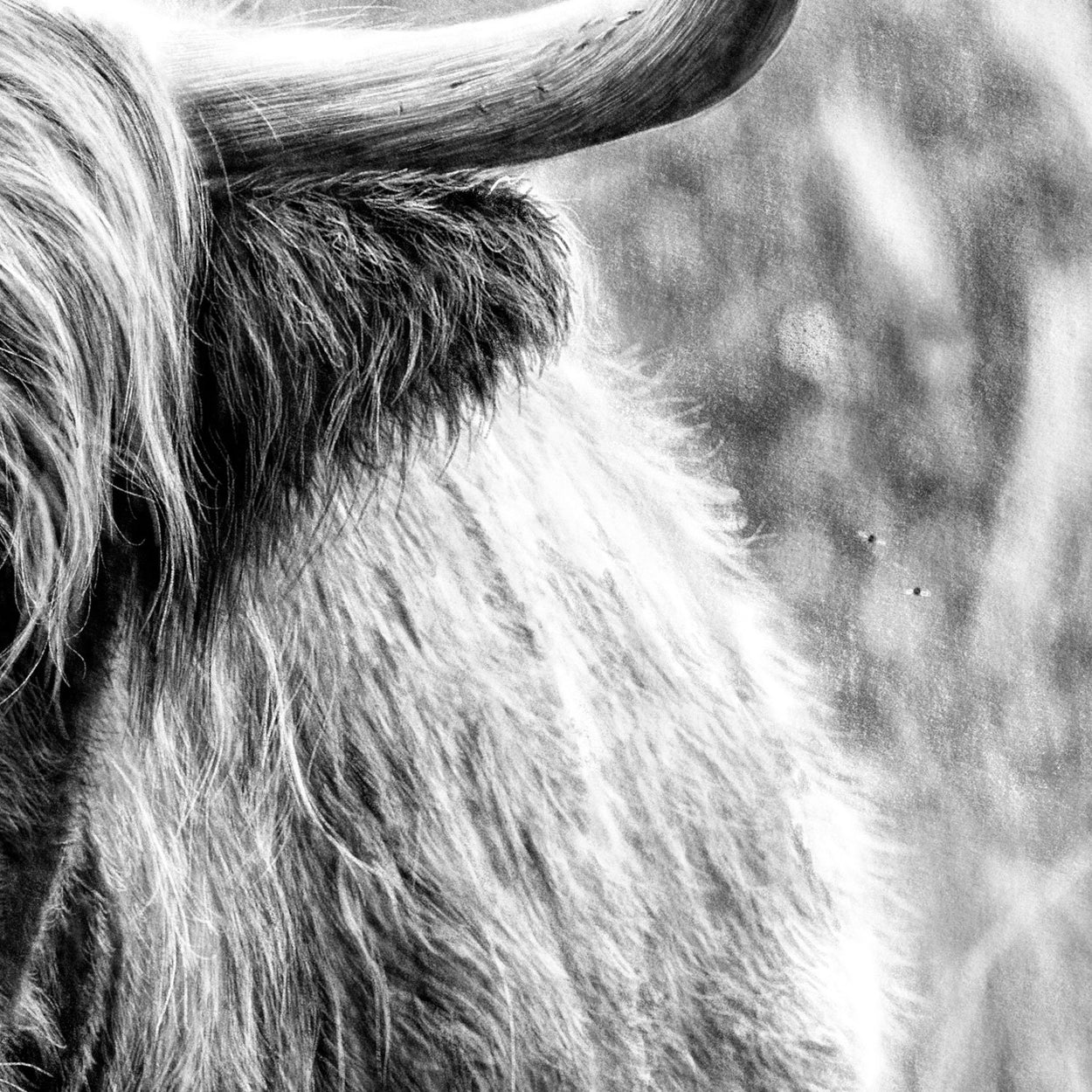 Highland Cow Close-up Drawing - The Thriving Wild