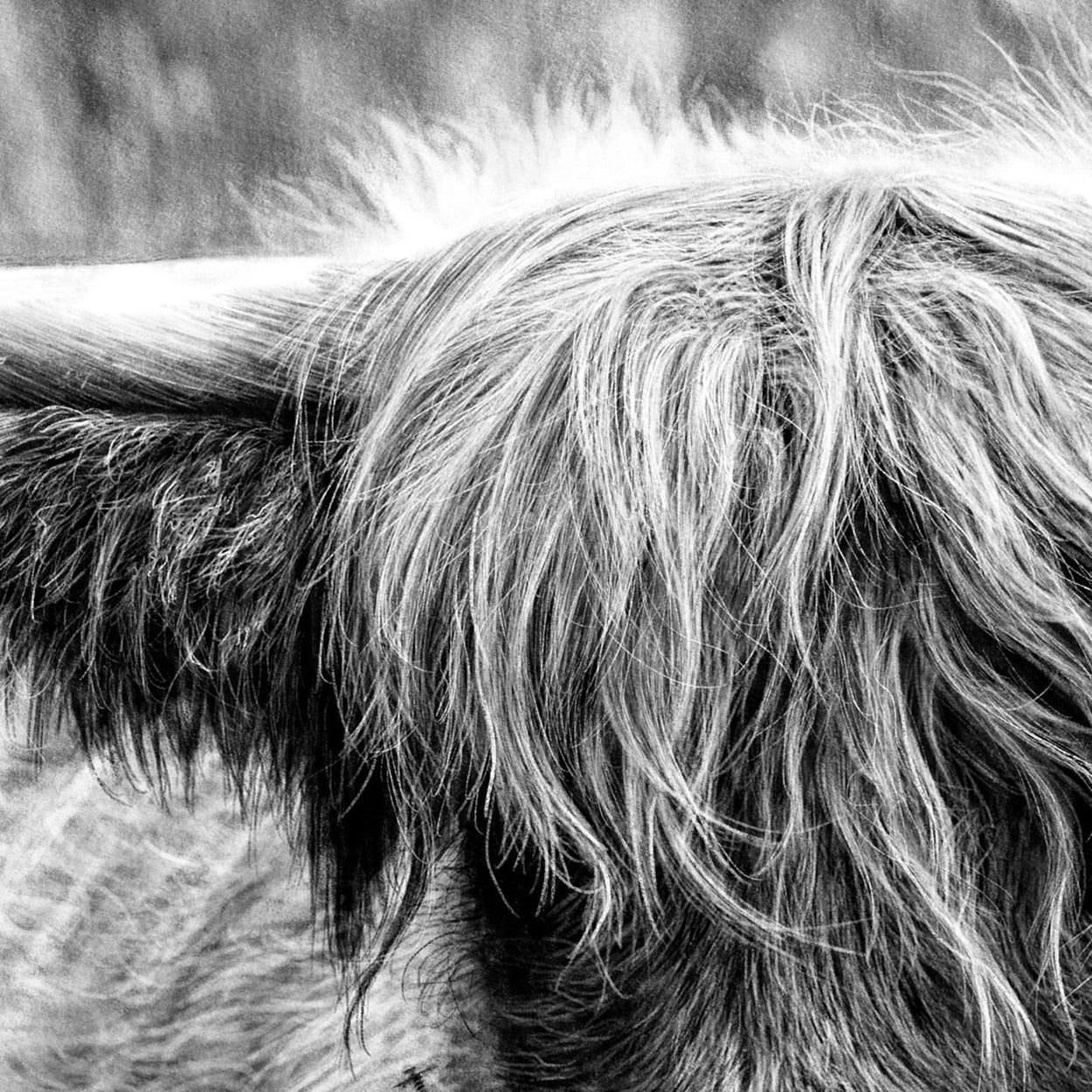 Highland Cow Digital Drawing Close-up - The Thriving Wild
