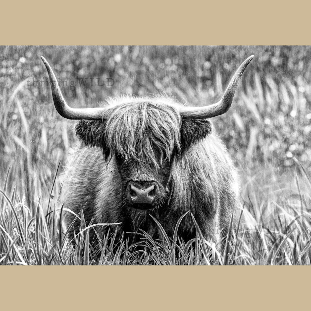Highland Cow Digital Drawing Procreate - The Thriving Wild