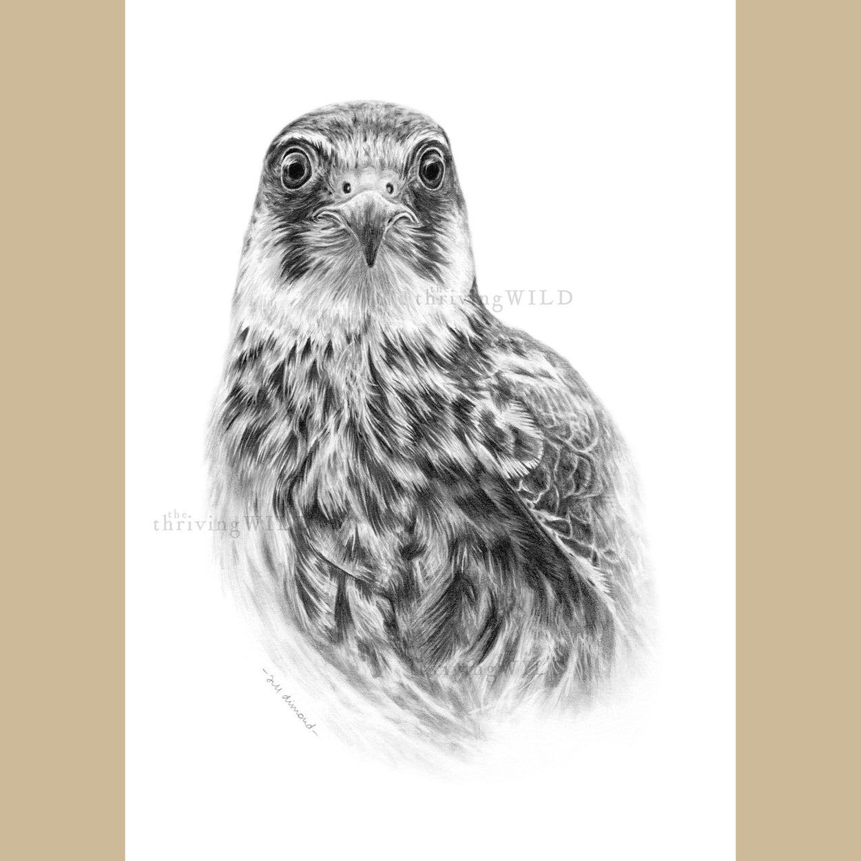 Hobby Bird of Prey Pencil Drawing - The Thriving Wild - Jill Dimond