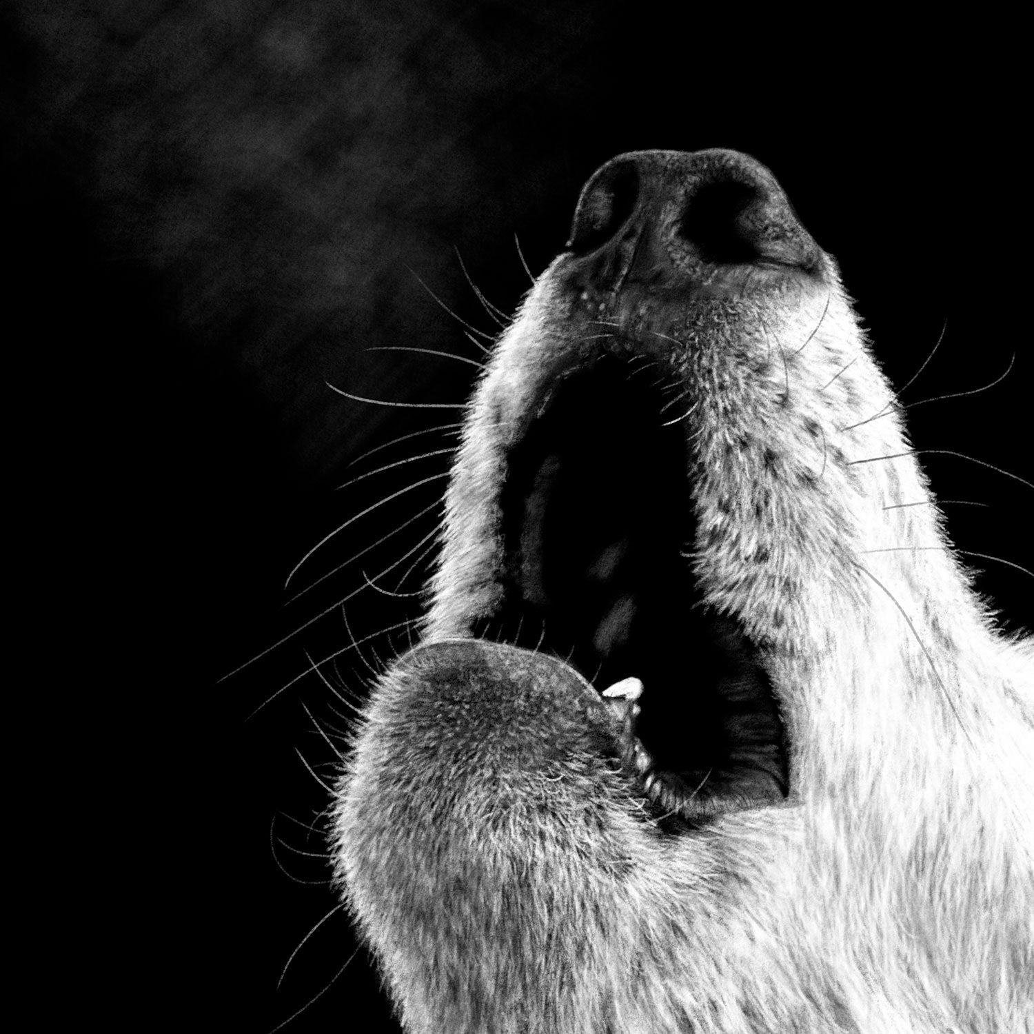 Howling Wolf Digital Drawing Close-up - The Thriving Wild