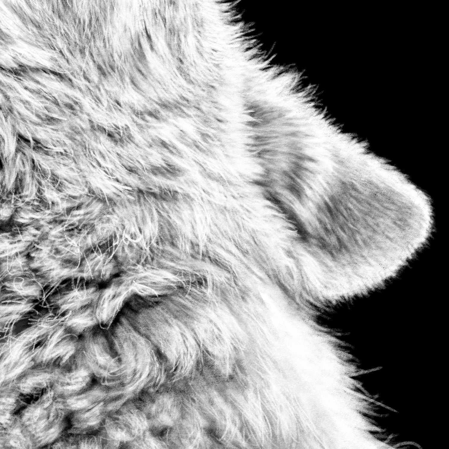 Howling Wolf Procreate Drawing Close-up - The Thriving Wild