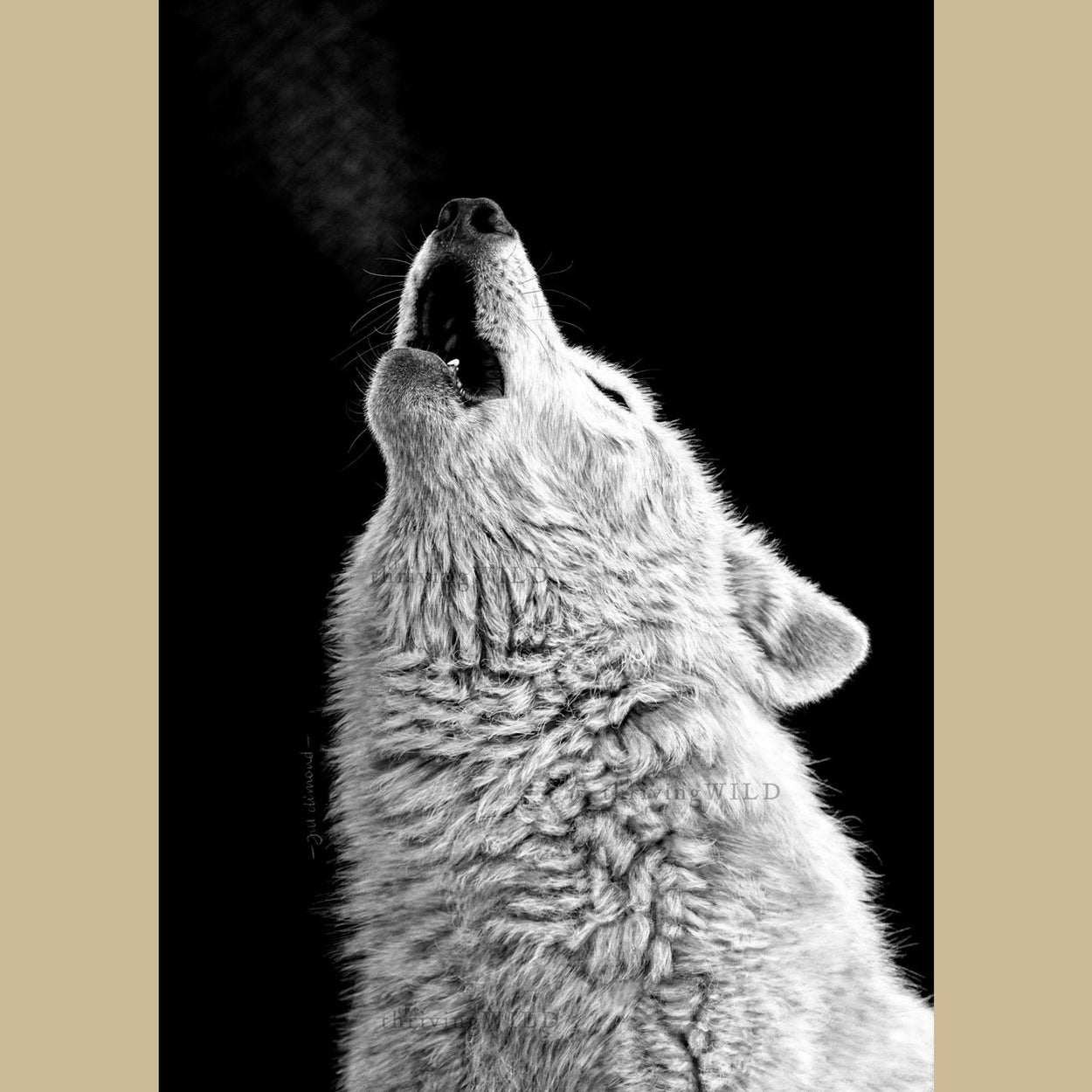 Howling Wolf Wildlife Procreate Digital Drawing - The Thriving Wild