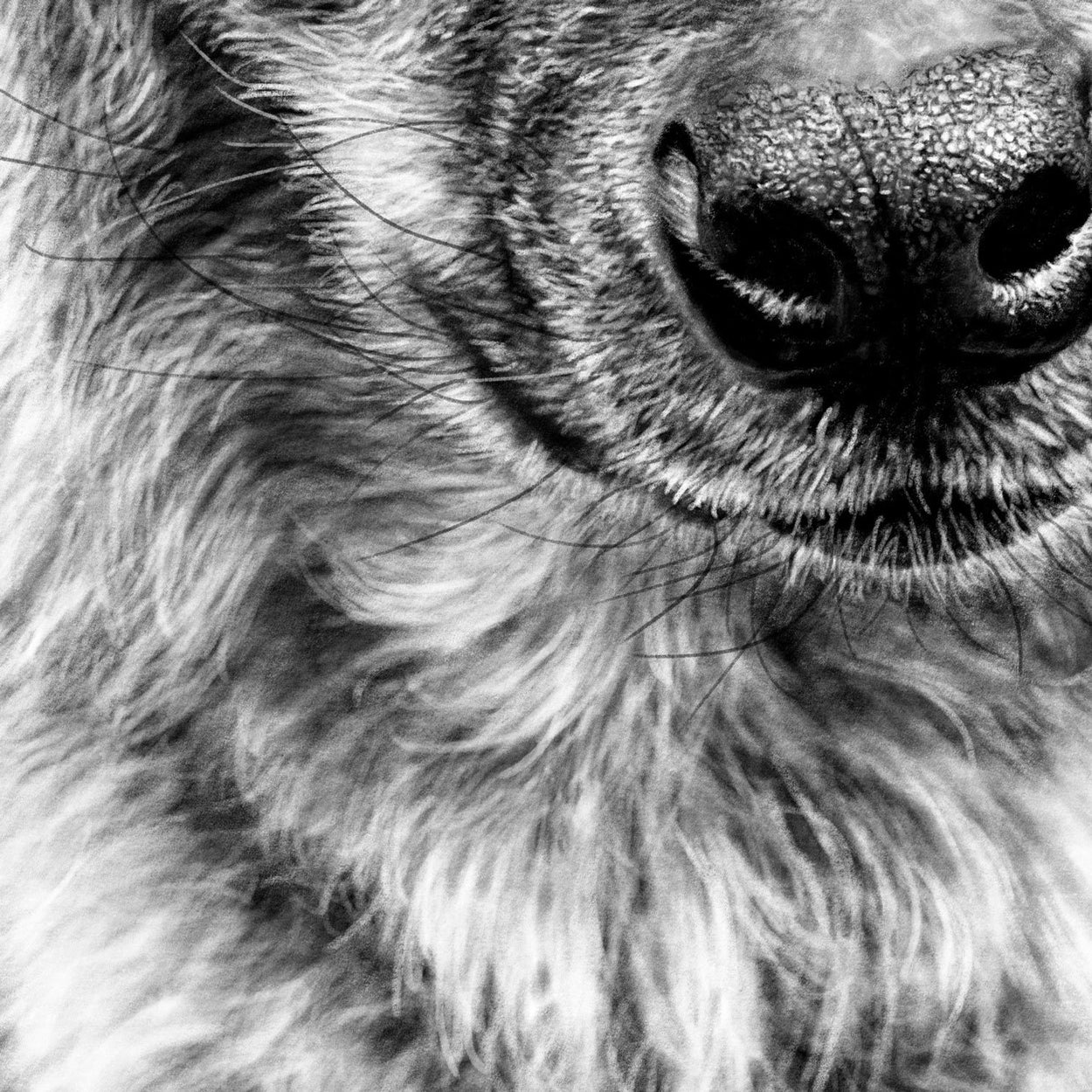 Hyena Digital Drawing Close-up - The Thriving Wild