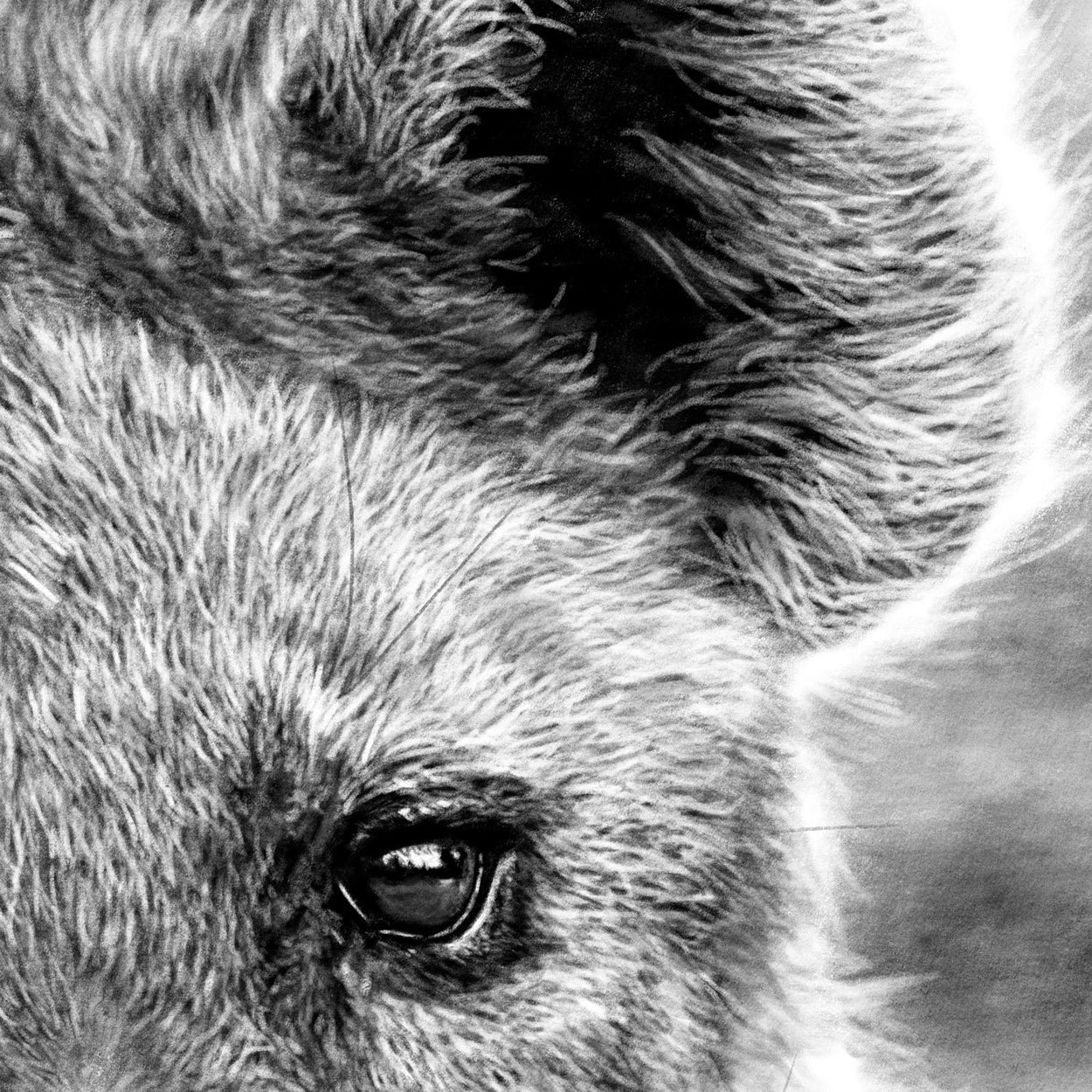 Hyena Drawing Close-up - The Thriving Wild