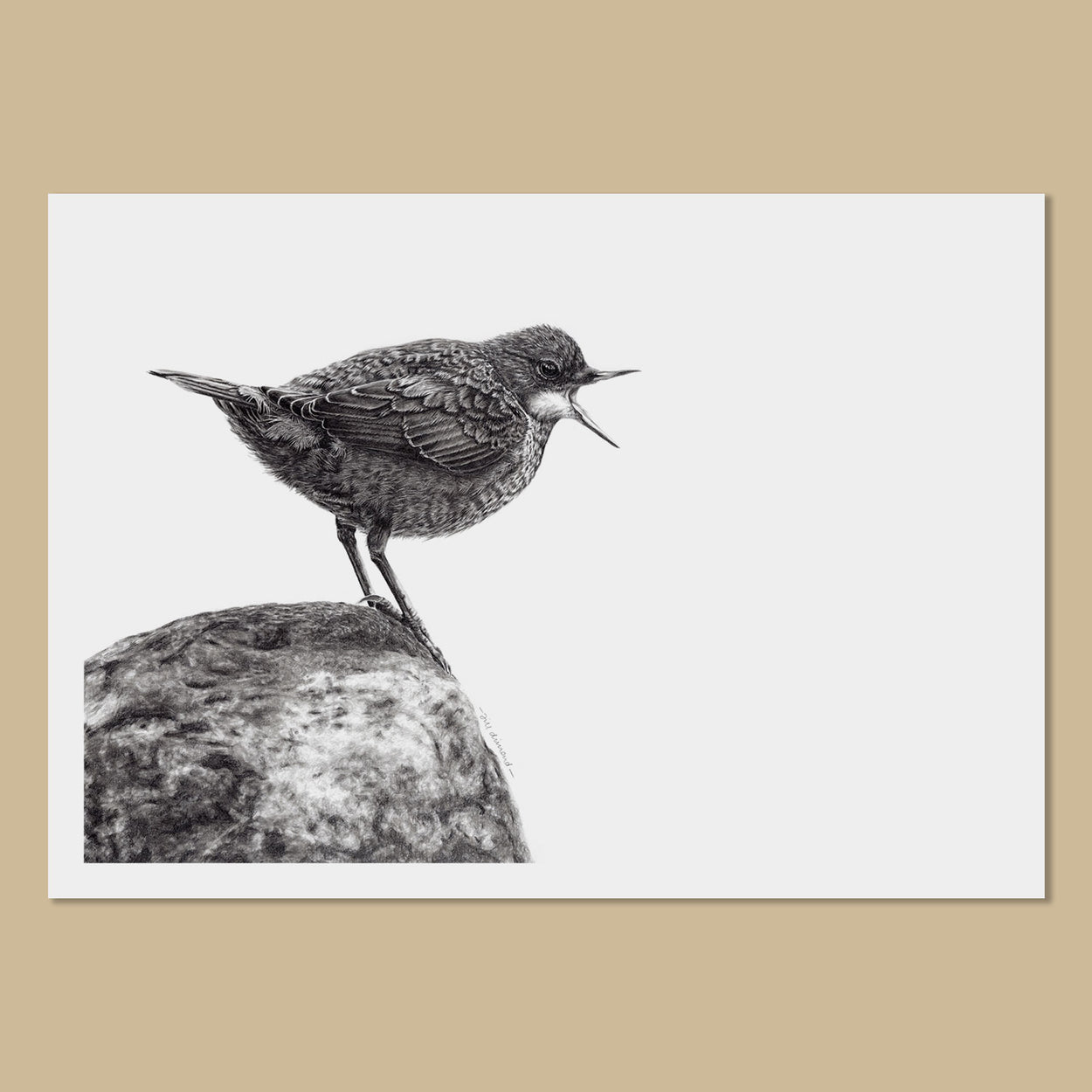 Juvenile Dipper Art Prints - The Thriving Wild