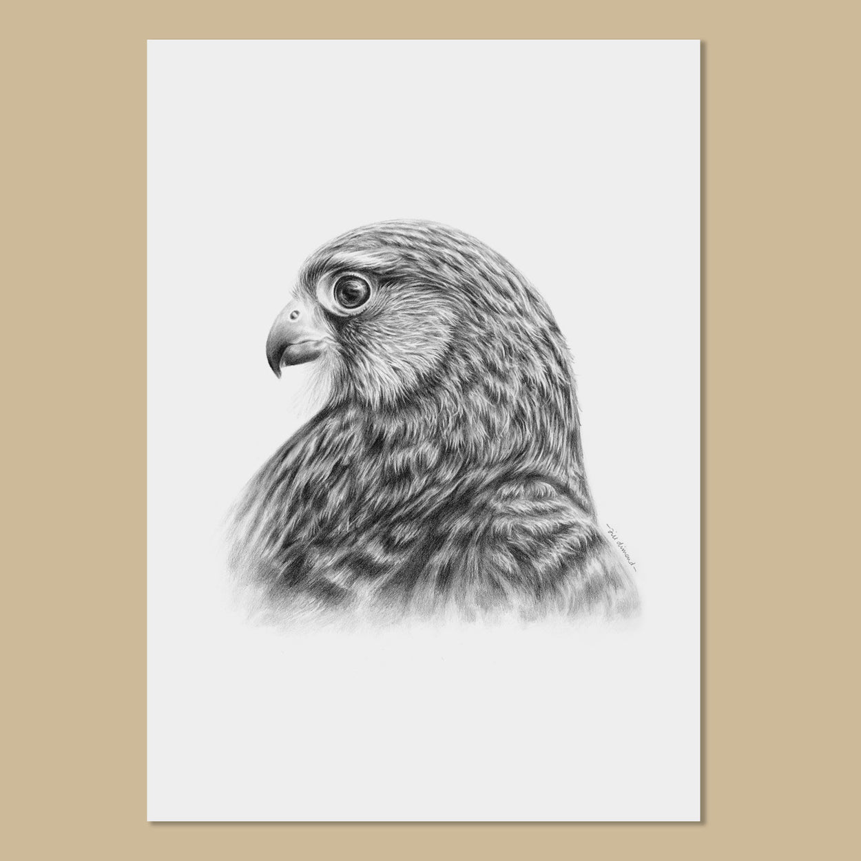 Kestrel Art Prints - The Thriving Wild - Jill Dimond