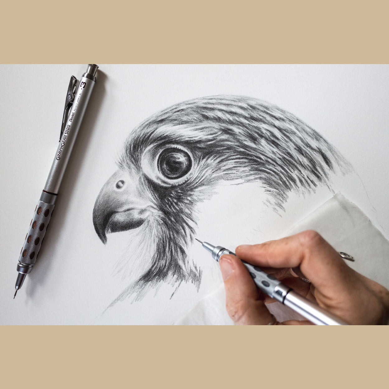 Kestrel Bird of Prey Drawing in Progress - The Thriving Wild - Jill Dimond