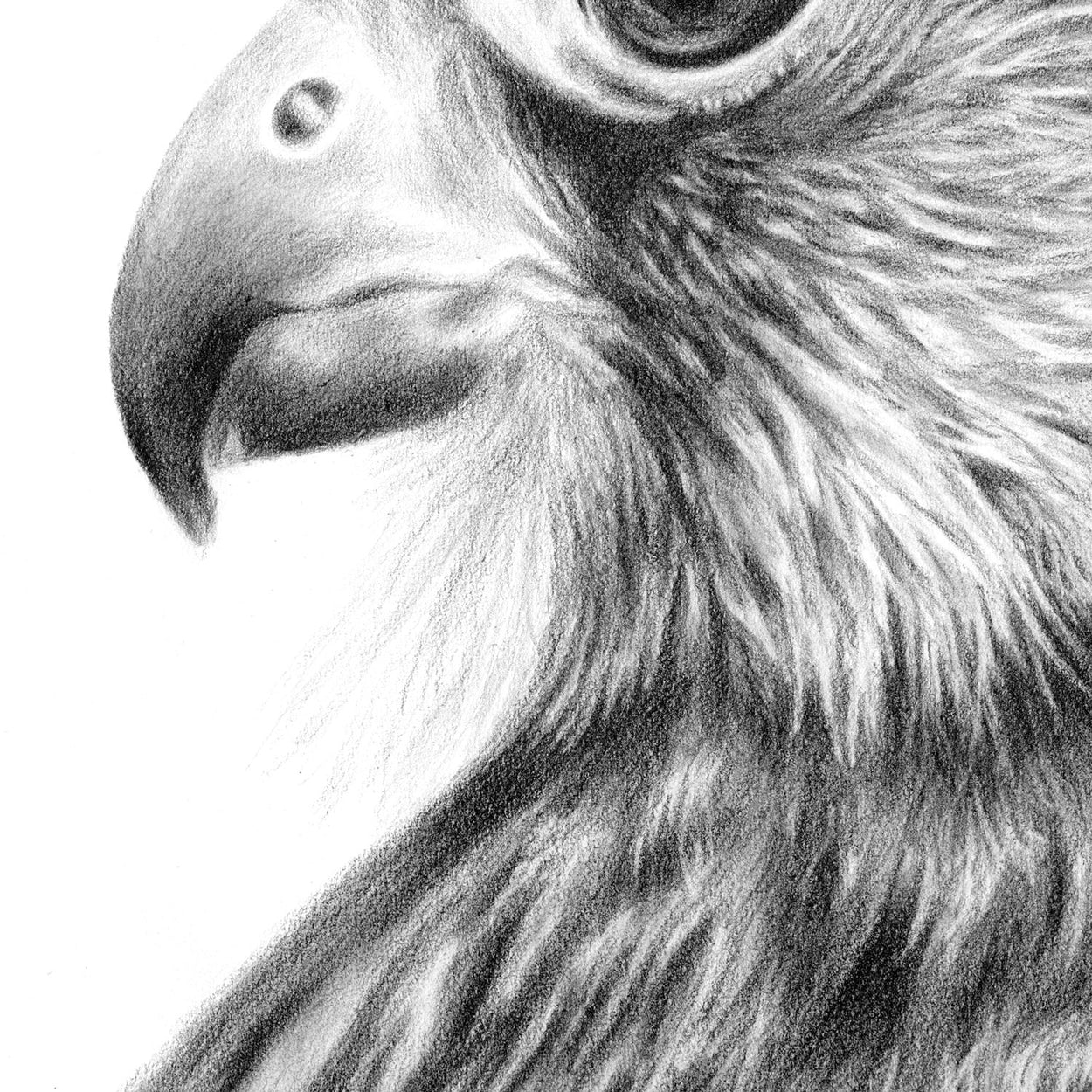 Kestrel Drawing Close-Up 1 - The Thriving Wild