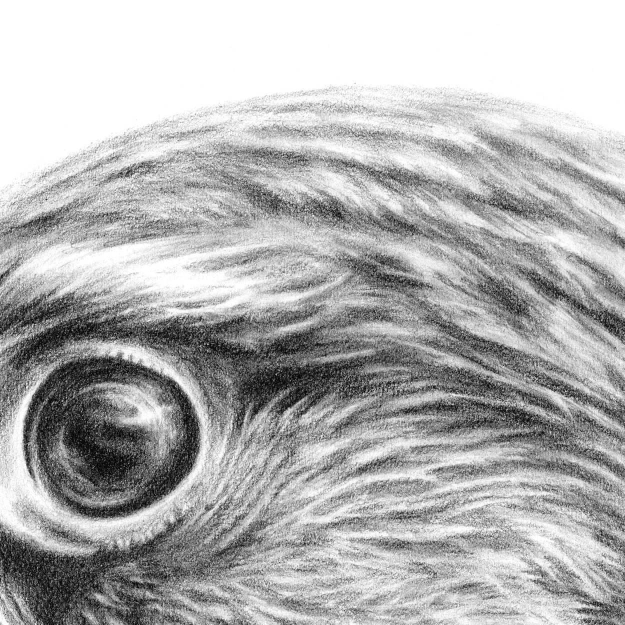 Kestrel Drawing Close-up 1 - The Thriving Wild - Jill Dimond