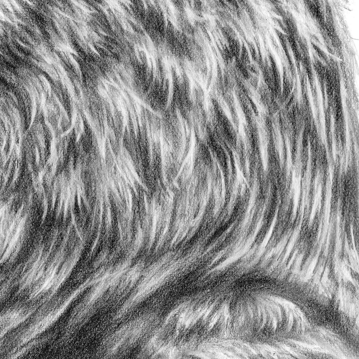 Kestrel Drawing Close-up 3 - The Thriving Wild