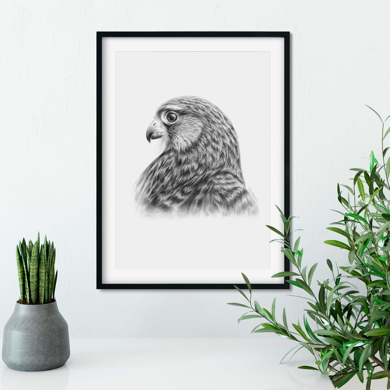 Kestrel Drawing in Frame on Wall - The Thriving Wild