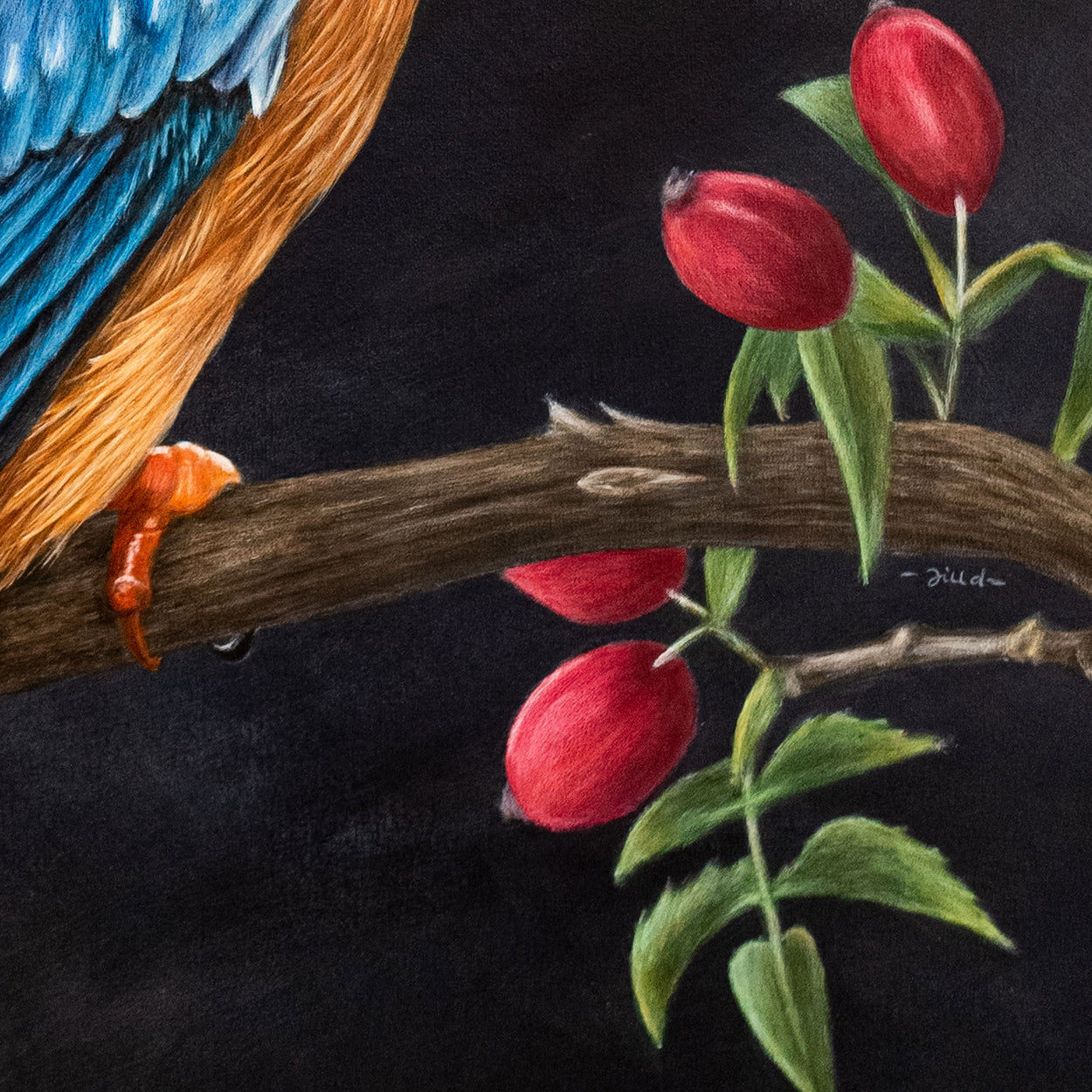 Kingfisher Painting Close-up 4 - Jill Dimond Bird Art