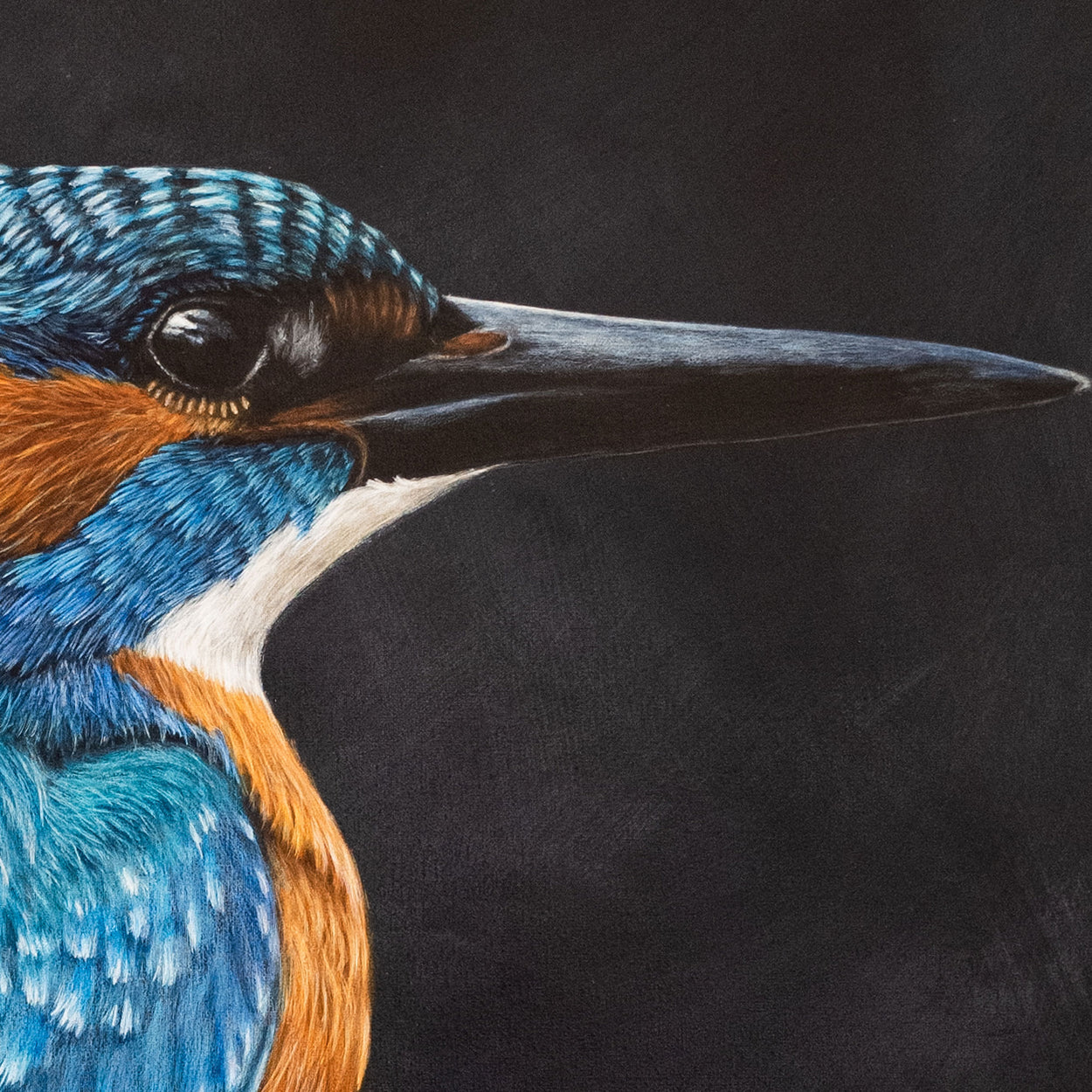 Kingfisher painting close-up 1 - Jill Dimond Bird Art