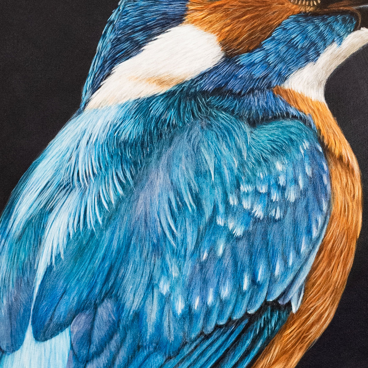 Kingfisher painting close-up 2 - Jill Dimond Bird Art