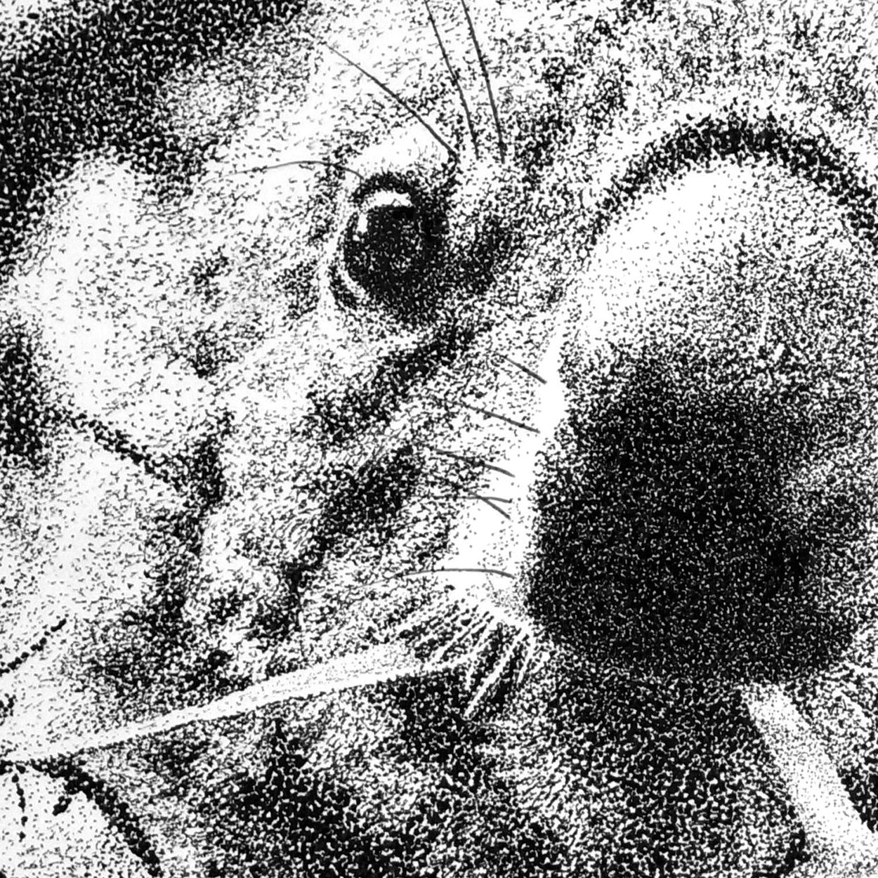 Koala Dotwork Close-up - The Thriving Wild