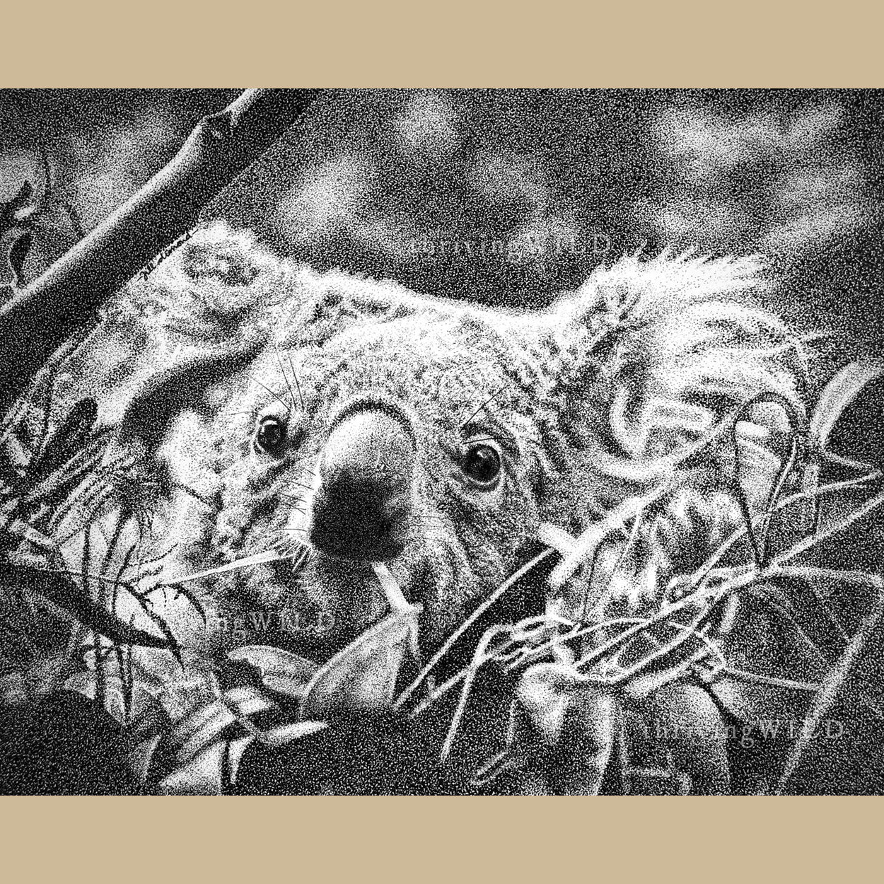 Koala Pen Stippling Drawing Wildlife - The Thriving Wild