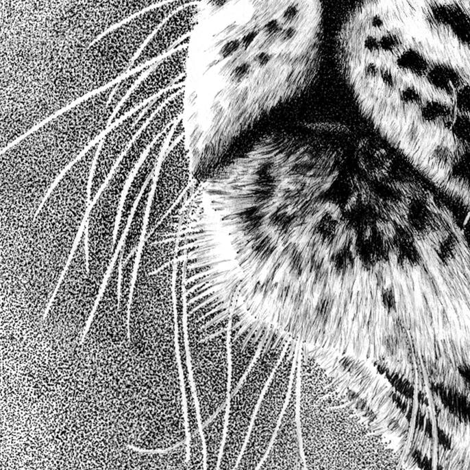 Leopard Drawing Close-up - The Thriving Wild
