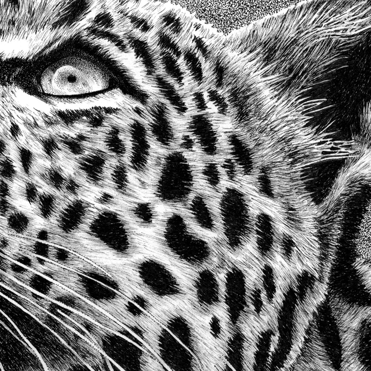 Leopard Pen Drawing Close-up - The Thriving Wild