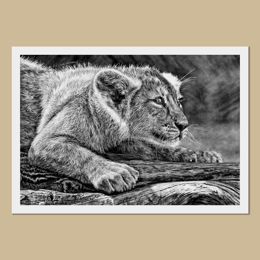 Lion Cub Art Prints - The Thriving Wild