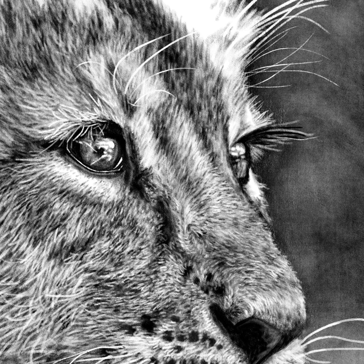 Lion Cub Digital Drawing Close-up - The Thriving Wild