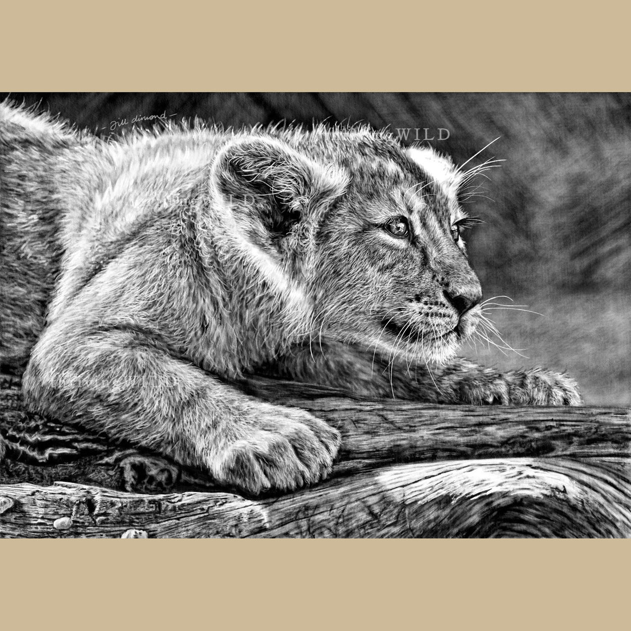Lion Cub Digital Procreate Drawing Wildlife - The Thriving Wild