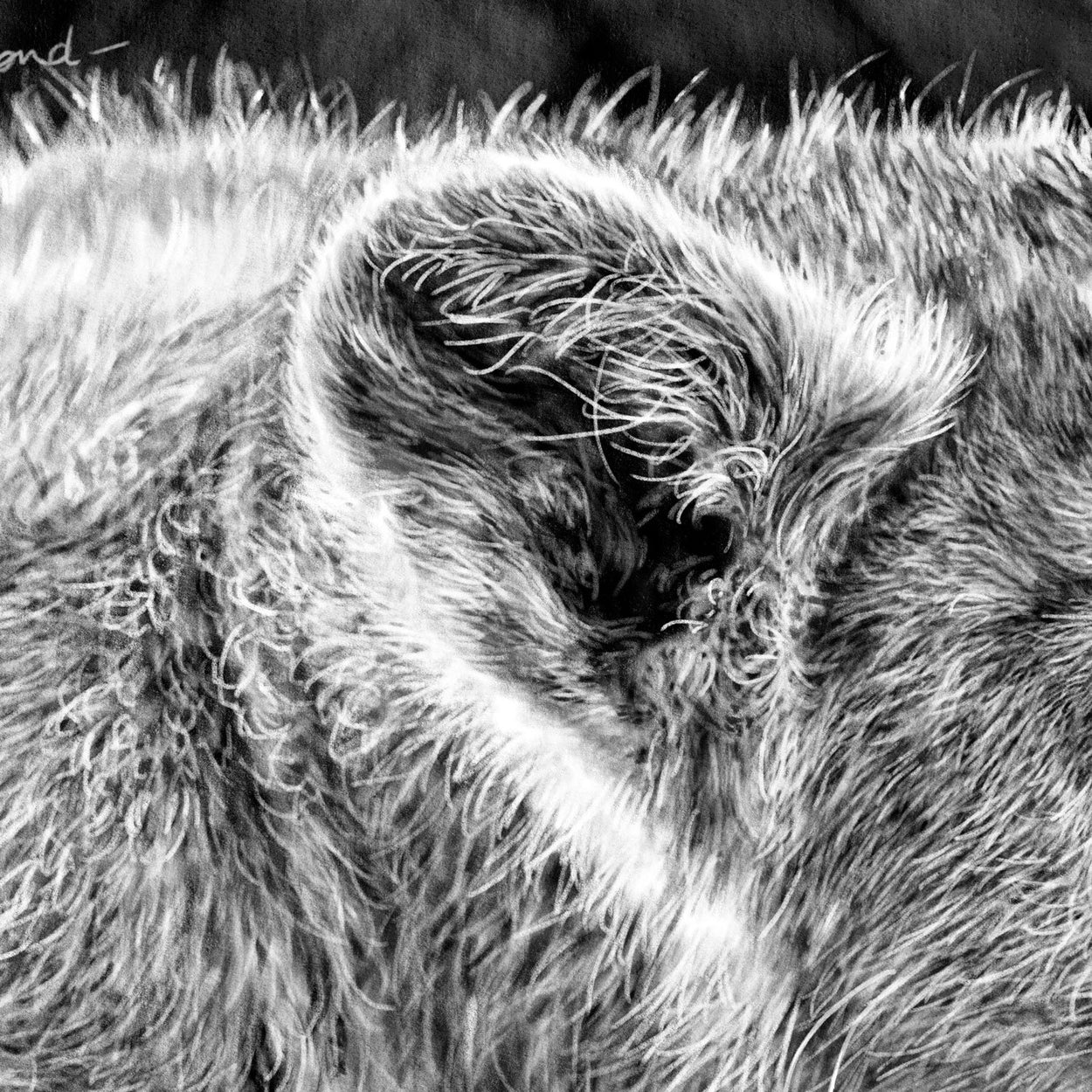 Lion Cub Procreate Drawing Close-up - The Thriving Wild