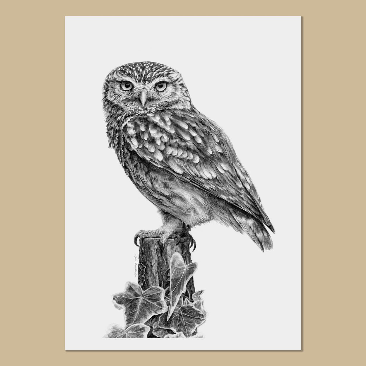 Little Owl Art Prints - The Thriving Wild