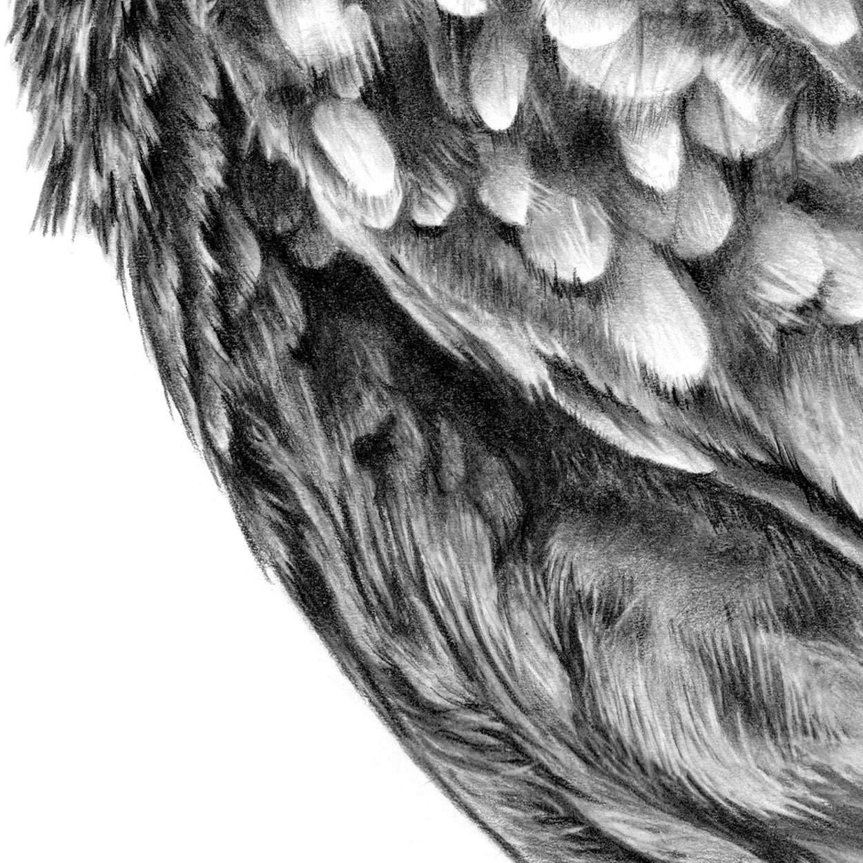 Little Owl Drawing Feathers Close-up - The Thriving Wild