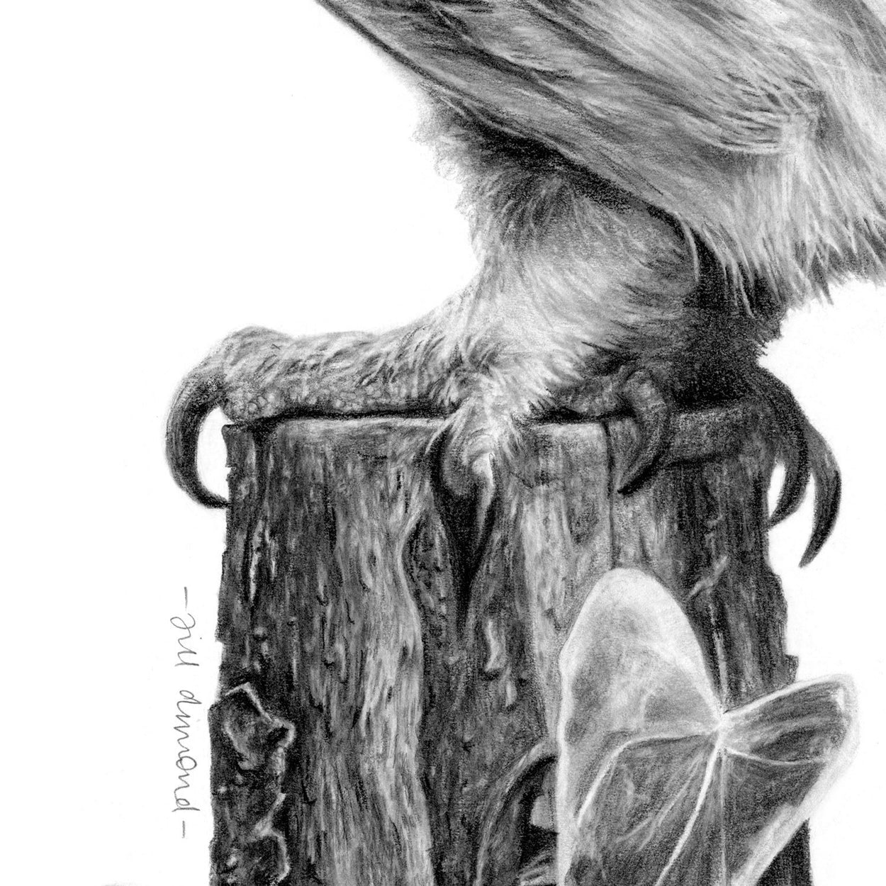 Little Owl Drawing Foot Close-up - The Thriving Wild