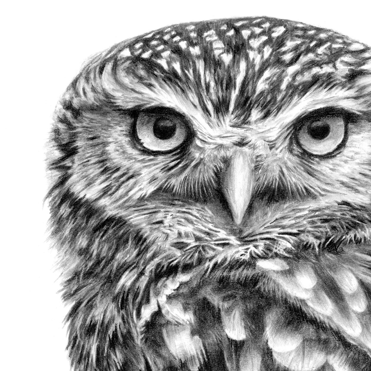 Little Owl Face Pencil Drawing Close-up - The Thriving Wild