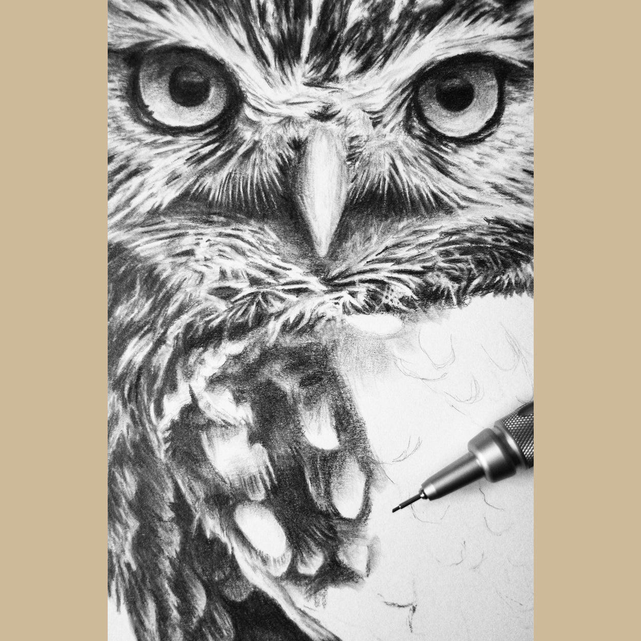 Little Owl Graphite Drawing Bird - The Thriving Wild