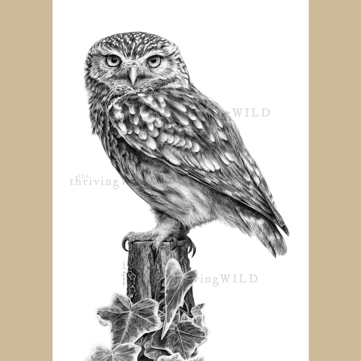 Little Owl Pencil Drawing Bird - The Thriving Wild Jill Dimond