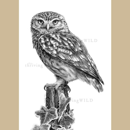 Little Owl Pencil Drawing Bird - The Thriving Wild Jill Dimond